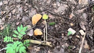 Грибы в Ломоносовском районе/ Очень много Красных и Белых