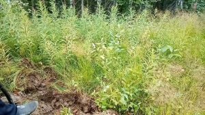 МЕТАЛОКОП В ДИКОЙ ТАЙГЕ | ОБНАРУЖИЛИ СТОЯНКУ НЕФТЯНИКОВ | КОП В ЛЕСУ