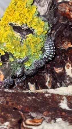 Мокрицы Аrmаdillidium mасulаtum zеbrа