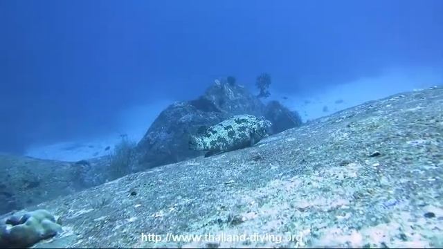 The grouper in similans island with thailand Diving