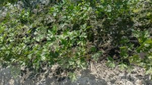 Результаты посева тракторной сеялкой с высевающим аппаратом ВАС 52