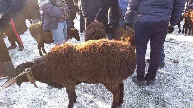 МОЛБОЗОРИ КРИЛЛИК ШАНБЕБОЗОР КРИЛЛИК НАРХИ ГУСФАНД ВА БУЗ КОЗА БАРА КУЧКОР 24 января 2021 г.