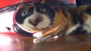 Сливки Show RYTP