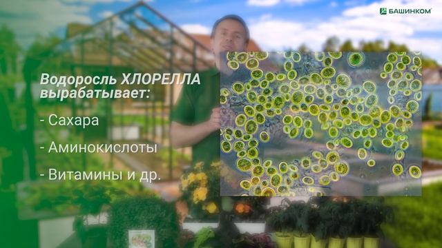 Триходермикс - обзор микробиологического препарата
