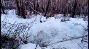 ОХОТА на медведя берлога ШОК РЕАЛЬНОЕ УБИЙСТВО   YouTube