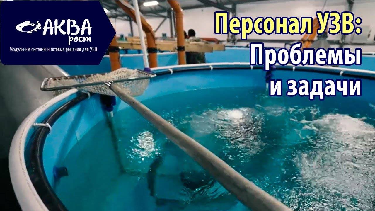 Как набрать персонал в высокотехнологичное производство #акварост #рыба #бизнес смотреть онлайн