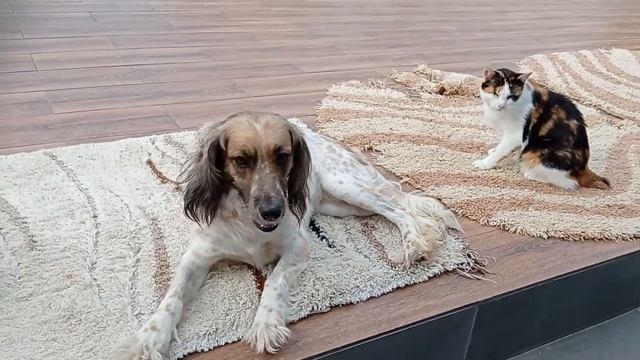 Лесси. нужен дом смотреть онлайн