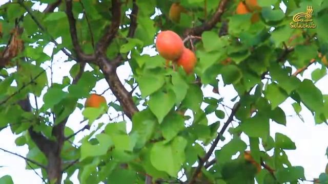 Салачик промо 2017 смотреть онлайн