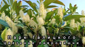 🌿Парк Галицкого. Живая изгородь из цветущей лавровишни🌿