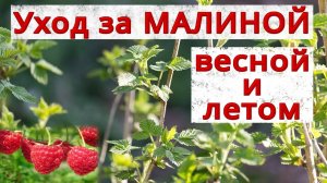 МАЛИНА ВЕСНОЙ И ЛЕТОМ УХОД, ОБРЕЗКА, ПОДКОРМКИ