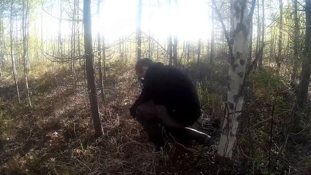 Поездка на родник за водичкой/ сосны-гиганты/проверка места для нового КОПА металла смотреть онлайн