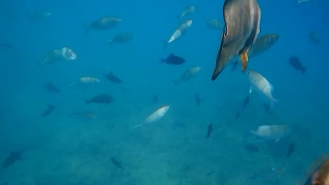 Рыба моя! Мальдивы 2024 Villa Park Sun Island Snorkeling