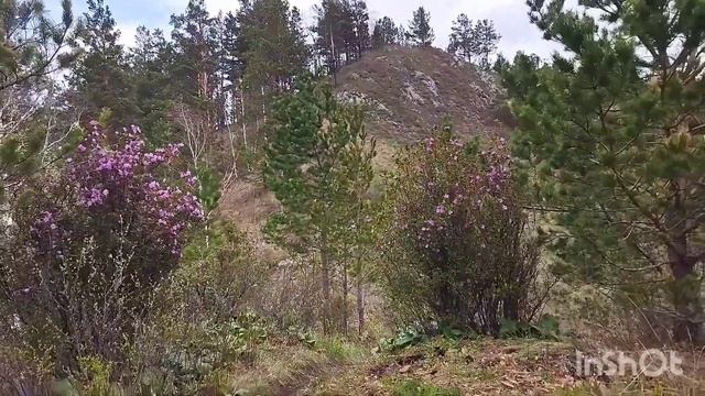 Республика Алтай.Чемальский район.Поклонный крест в честь присоединения Алтайского народа к России. смотреть онлайн