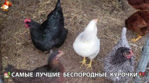 Курочки селяночки лучшие беспородные несушки 🥚 (149)