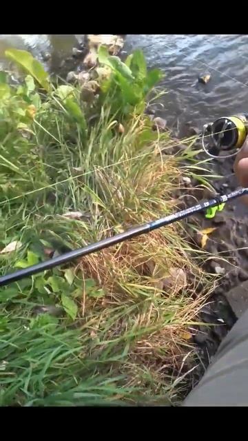 Мой топ-1 воблер осени 2023 для ловли крупного голавля в Минске на спиннинг #голавль #рыбалка #минс смотреть онлайн