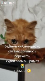 чучело мяучело