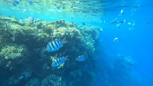 Риф отеля "Лабранда"/Reef of Labranda hotel