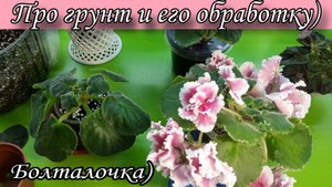 Про грунт для фиалок и его обработку) Болталочка)