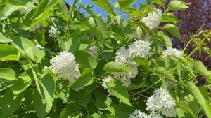 Цветущая белая сирень