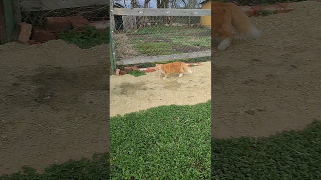Гусыни сели на гнëзда🪺 Рыжий кот Фокс 🐱 гуси🪿 на прогулке