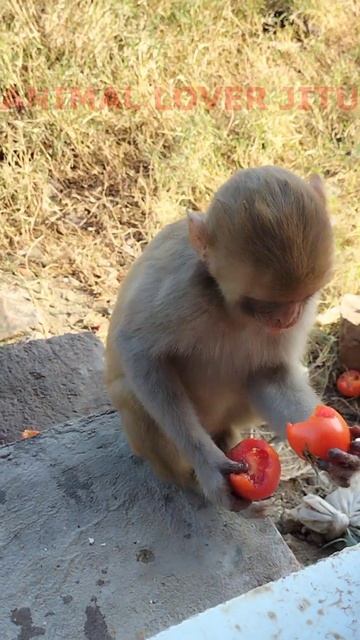 funny monkey video | youtube Shorts | смотреть онлайн