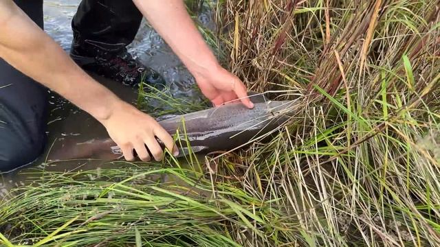 РЕКА ПОЛНАЯ РЫБЫ. Хариус, Таймень и Ленок КЛЮЁТ БЕЗ ОСТАНОВКИ смотреть онлайн