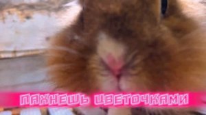 КАК ПОДРУЖИТЬСЯ С КРОЛИКОМ | ПОЧЕМУ КРОЛИК СТУЧИТ ЗАДНИМИ ЛАПАМИ | ЖИЗНЬ КРОЛИКОВ В ЗАЙКАФЕ