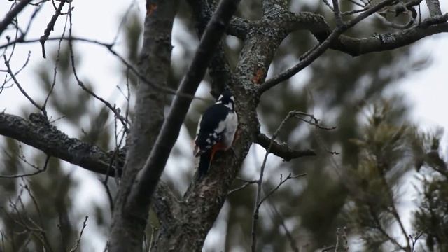Фотоохота с Альбертом.  Как пёстрый дятел меня озадачил. смотреть онлайн