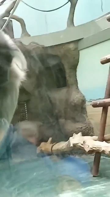 Ижевск#Зоопарк# смотреть онлайн