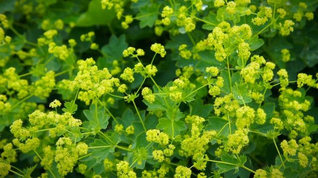 Weicher Frauenmantel Pflege - So geht's richtig смотреть онлайн