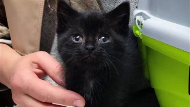 Больной котенок зашел в сад к женщине и упал от бессилия.. Он мог погибнуть! смотреть онлайн