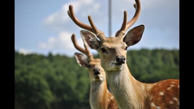 ТОП 10 Найгарніших місць Закарпаття. Це захоплююче. смотреть онлайн