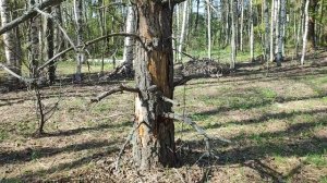 🌸 Весенние цветы в лесу: где искать ветреницу дубравную в апреле – Natures Quiet Retreat