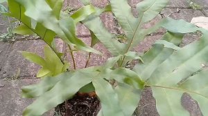 Pakis Kepala Tupai di Pot || Drynaria quercifolia || Pakis 2021
