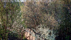 Жизнь в деревне, прогулка деревенского кота, вишня цветет, деревенский уют, деревенские будни