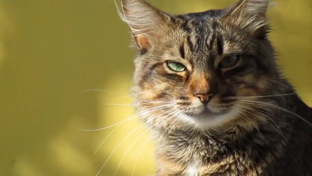 Кошки на свободе: Идеальное видео для фанатиков кошачьих! #коты #котыикошки #знания