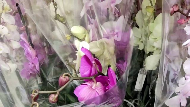 26.06.24г.Шикарная поставка орхидей в Леруа Картмазово, Москва, Киевское шоссе. 🌺 смотреть онлайн