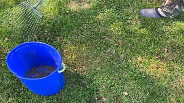 Змея в Подмосковье. Жарко. Одуванчики. смотреть онлайн