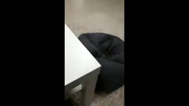 Кото кафе. смотреть онлайн