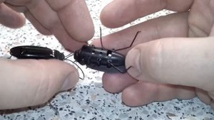 Солнечный таракан для сада