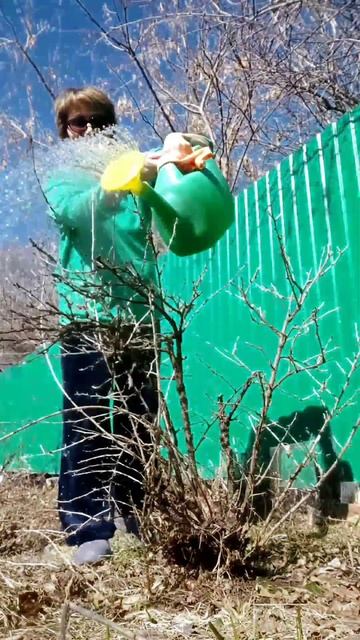 The easiest way.Garden care in spring#Gardening#Gooseberrycare#Pestcontrol#обработкакустовкрыжовник