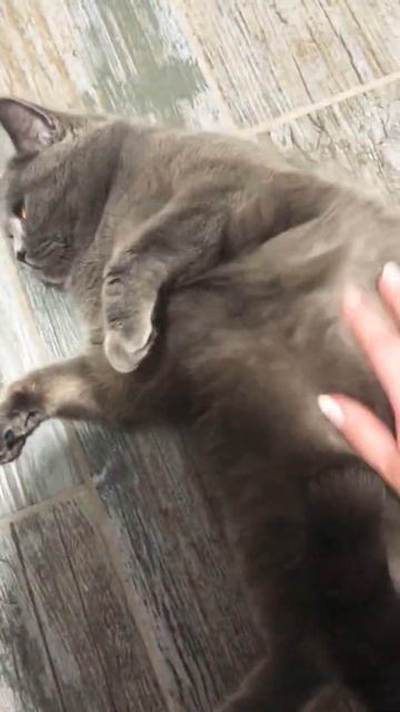 Разговорчивая кошка #Shorts смотреть онлайн