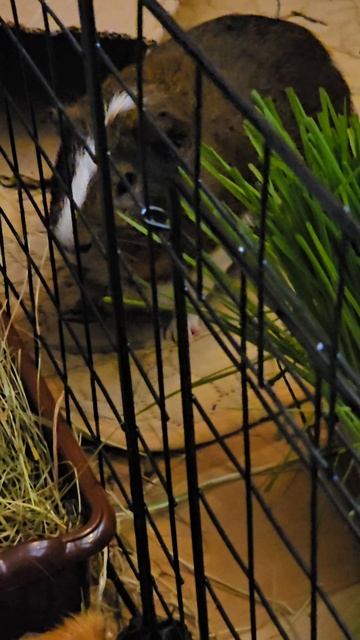 Свинка Белка захотела пшеницу, а Стрелка опять буянит