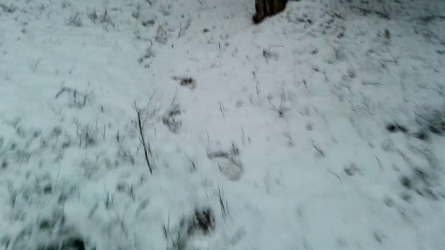 ноябрьский лес. Малый стан на каменном ручье. смотреть онлайн