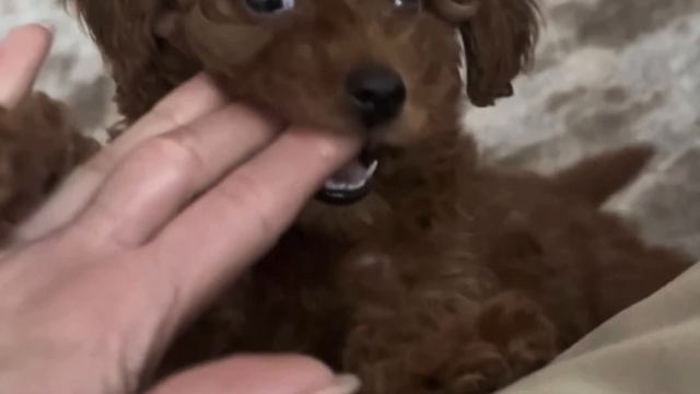 "У нас прибавление" объявившая о пополнении в семье Гагарина показала малыша смотреть онлайн