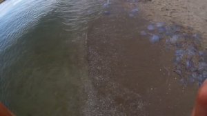 19 июля 2024 г. Урзуф Азовское море Много Медуз купаться невозможно