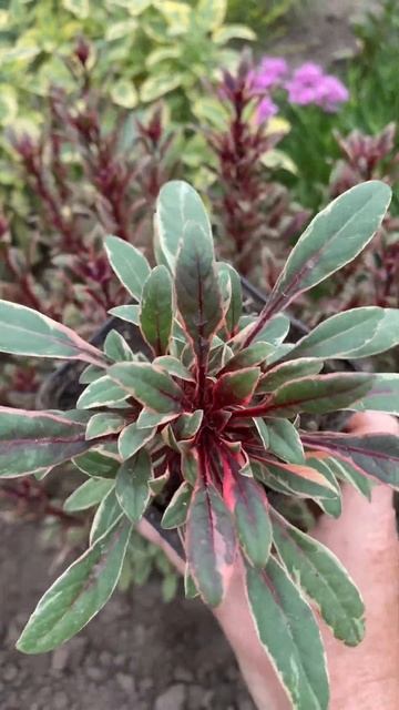 Гаура( бджолоцвіт)#садовірослини#гаура#gaura