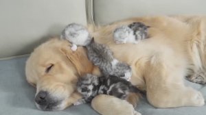 Это любовь...