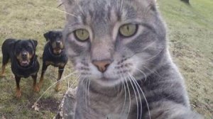 Супер - Кот ....