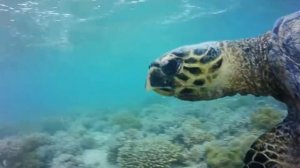 LABRANDA ROYAL MAKADI 5*Макади 2015 биса